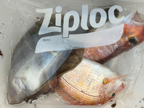 アマダイの釣果