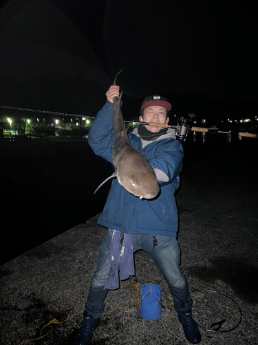 ドチザメの釣果