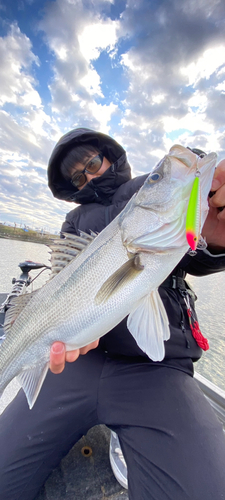 シーバスの釣果