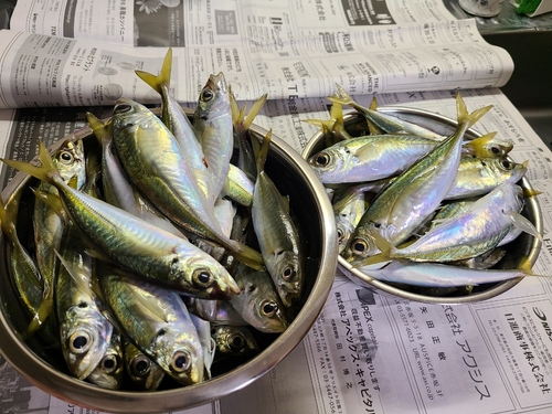 アジの釣果