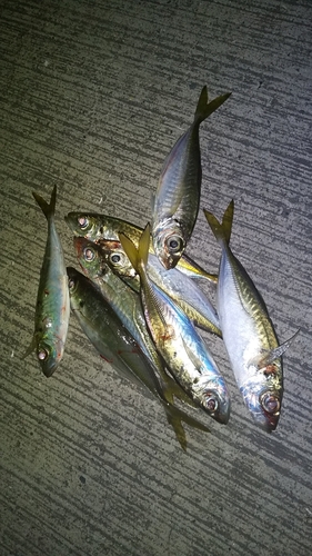 アジの釣果