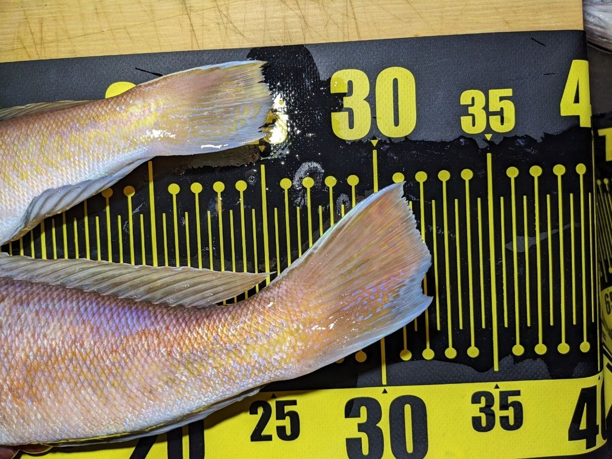 黒犬ちこりさんの釣果 2枚目の画像