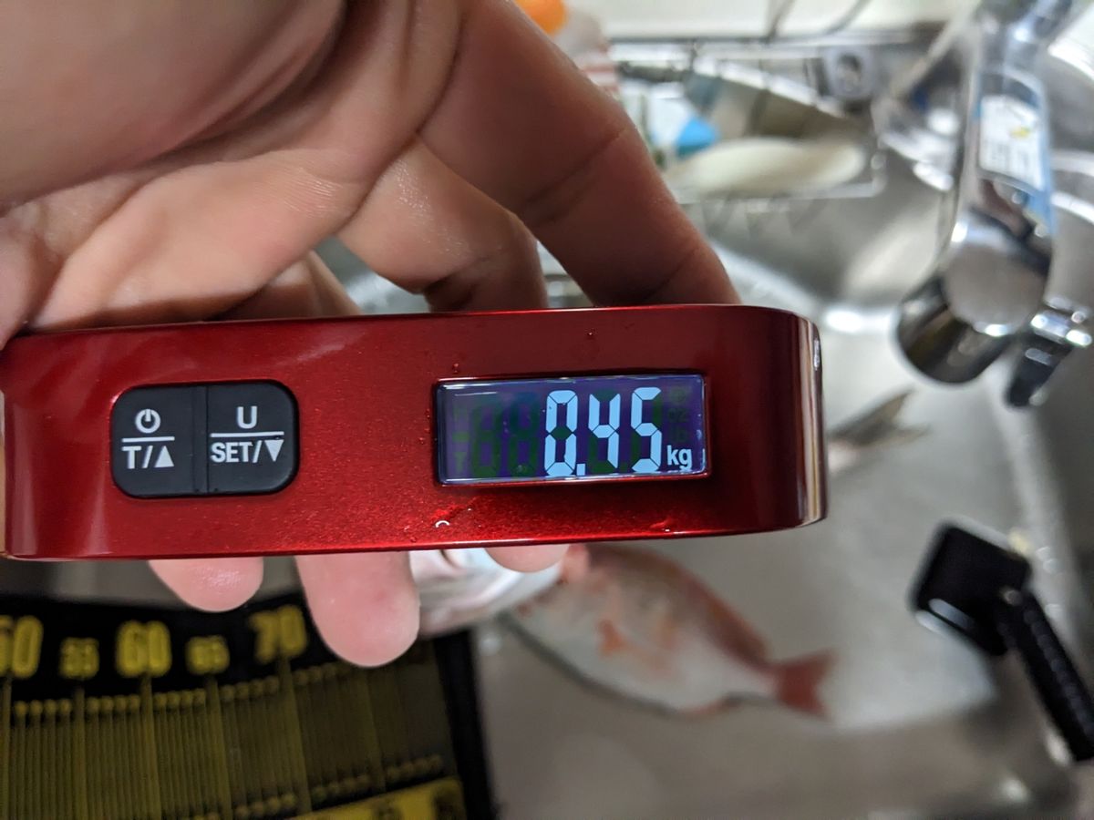 黒犬ちこりさんの釣果 3枚目の画像