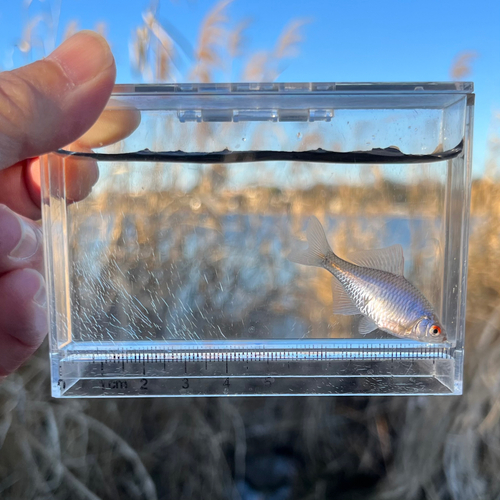 タイリクバラタナゴの釣果