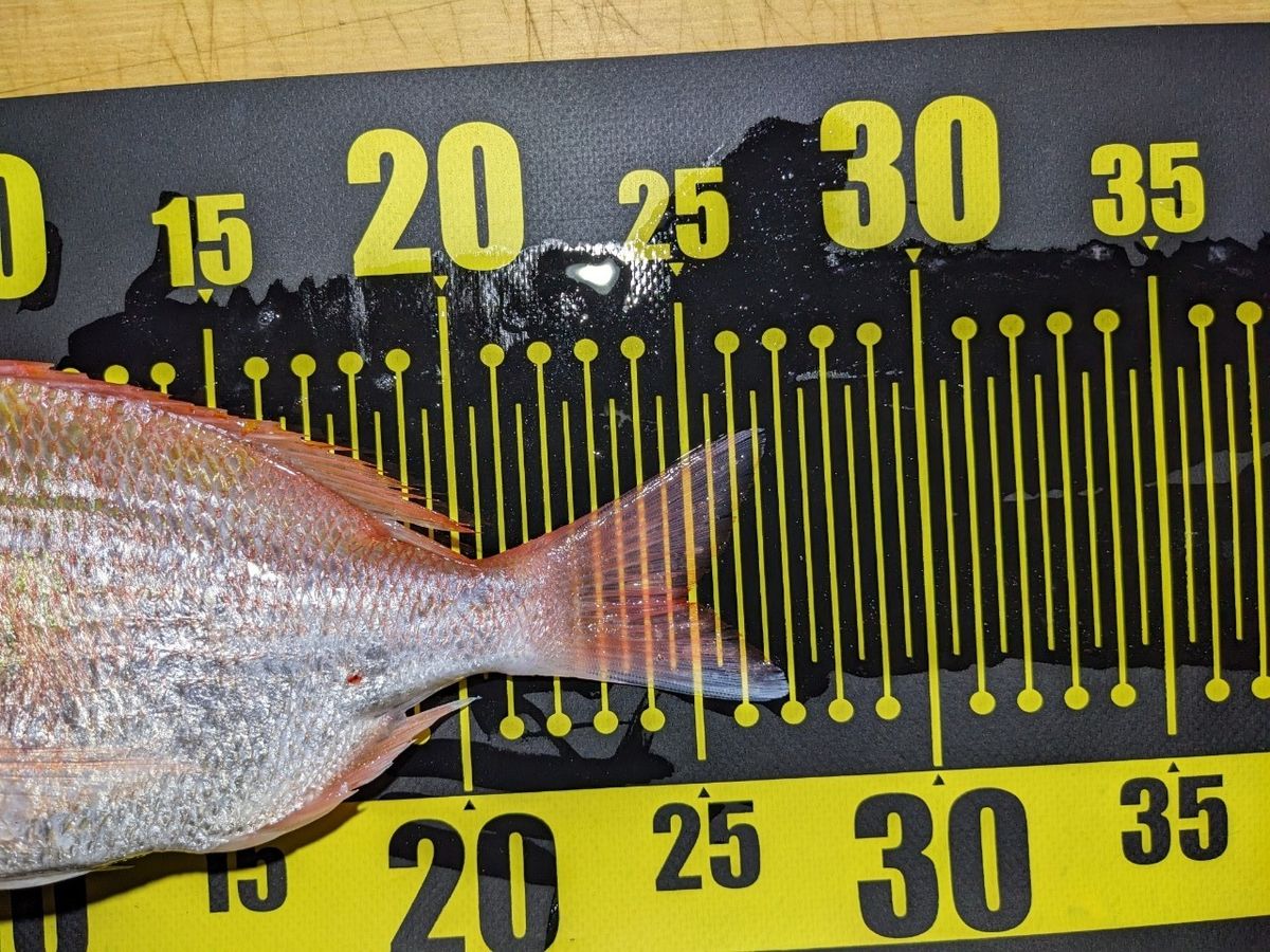 黒犬ちこりさんの釣果 2枚目の画像