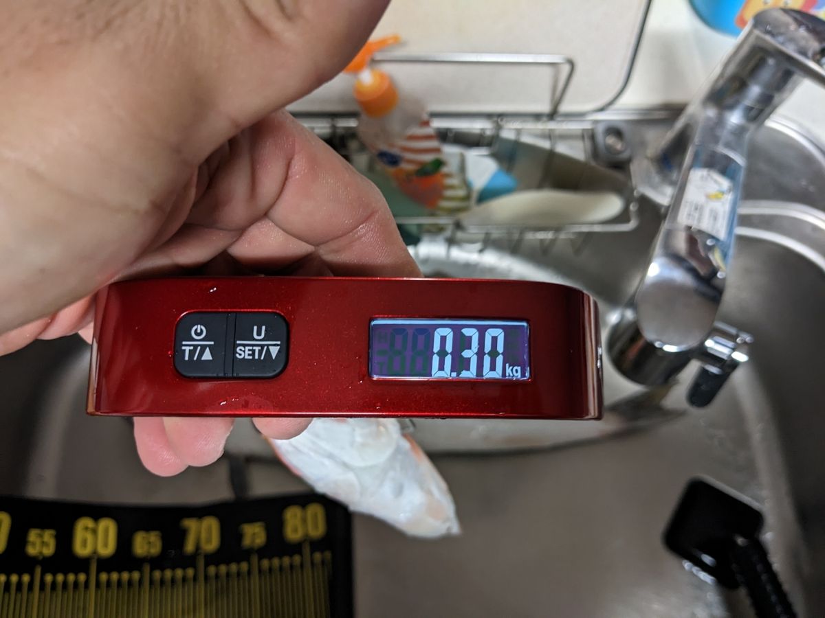 黒犬ちこりさんの釣果 3枚目の画像