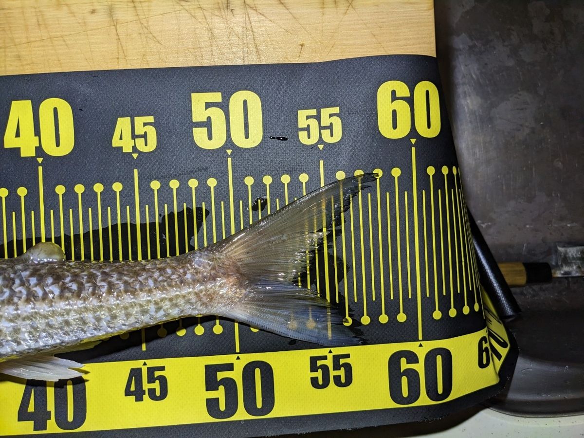 黒犬ちこりさんの釣果 2枚目の画像