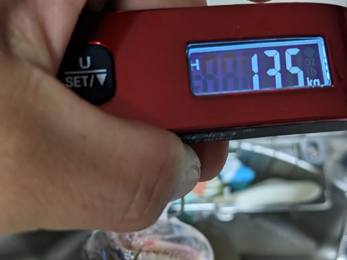 黒犬ちこりさんの釣果 3枚目の画像