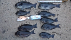 メジナの釣果