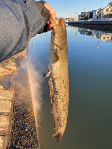 ナマズの釣果