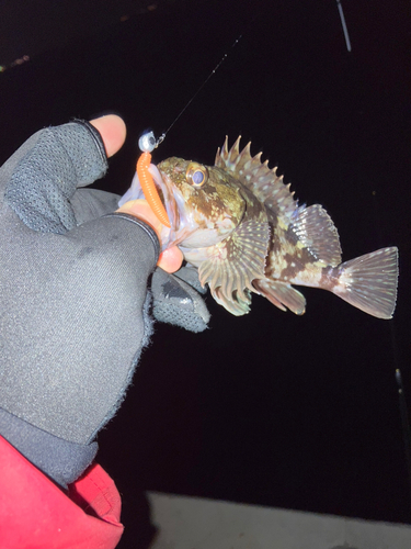 カサゴの釣果