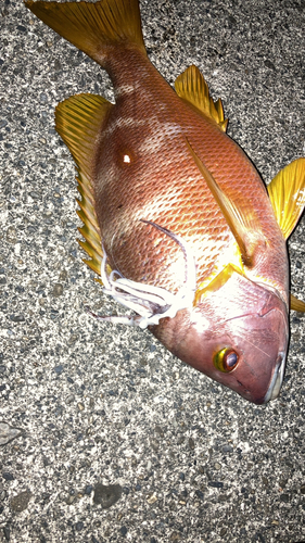 シブダイの釣果