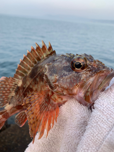 アラカブの釣果