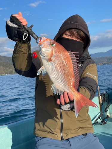 マダイの釣果