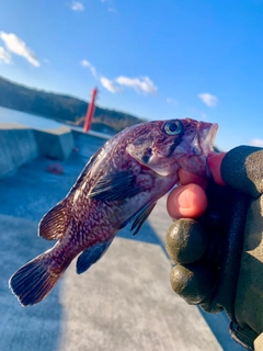 ソイの釣果