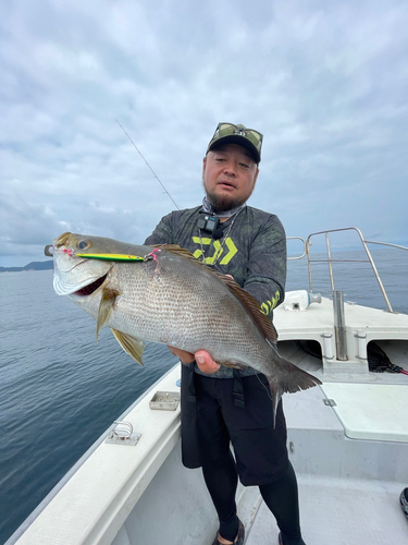 イサキの釣果