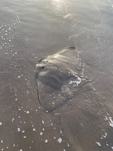 ツバクロエイの釣果