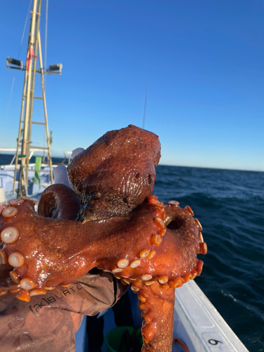 タコの釣果