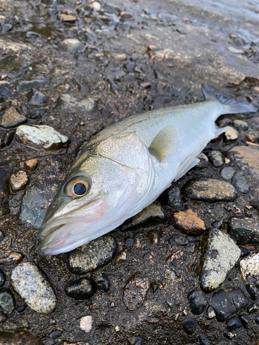 セイゴ（マルスズキ）の釣果