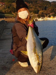 ヒラマサの釣果