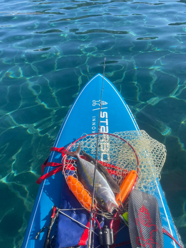 ショゴの釣果