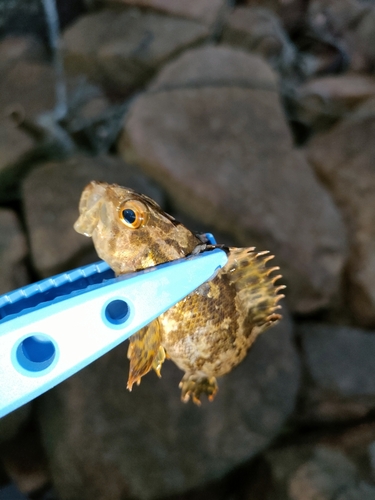 タケノコメバルの釣果