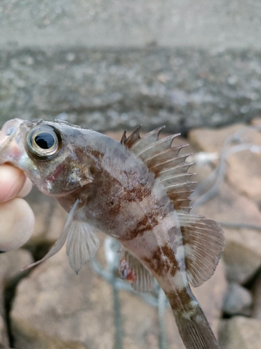 タケノコメバルの釣果