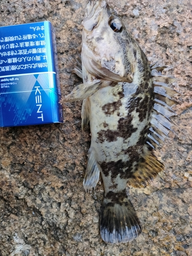 タケノコメバルの釣果