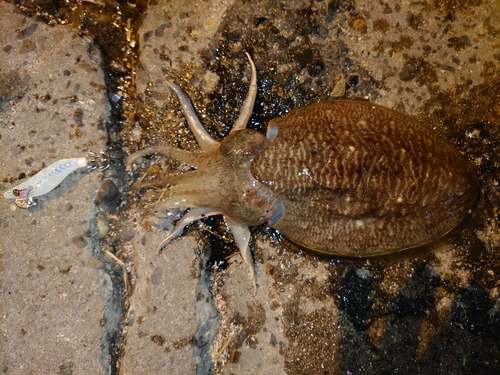 コウイカの釣果