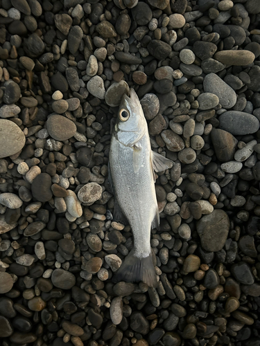 セイゴ（ヒラスズキ）の釣果