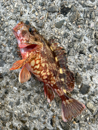 カサゴの釣果