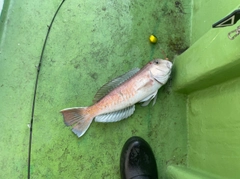 シロアマダイの釣果