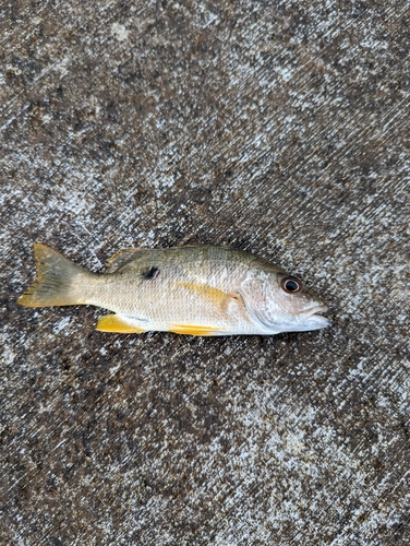 ニセクロホシフエダイの釣果