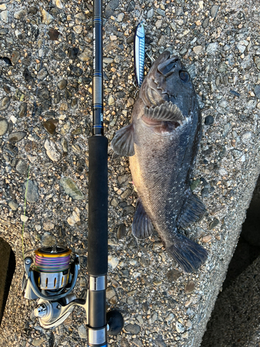 クロソイの釣果