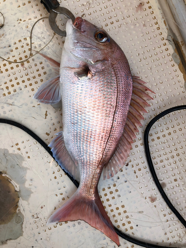 マダイの釣果