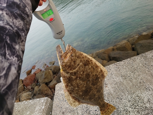 ヒラメの釣果