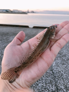 ハゼの釣果