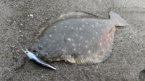 ヒラメの釣果