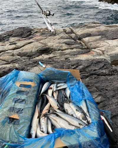 ウツボの釣果