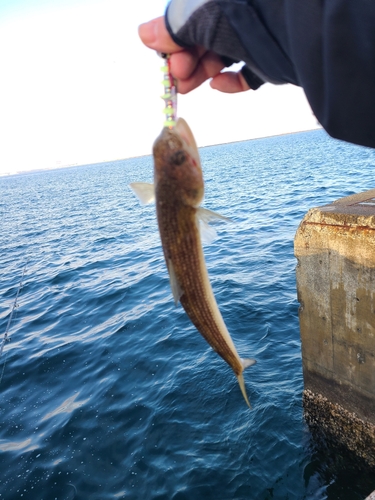 エソの釣果