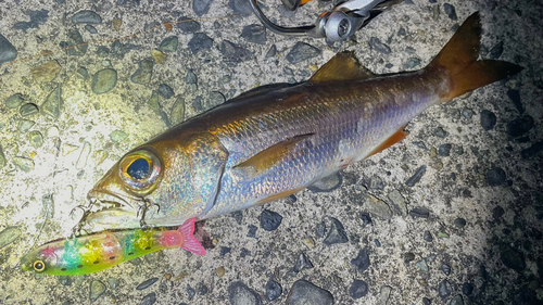 クロムツの釣果