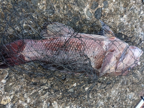 カンダイの釣果