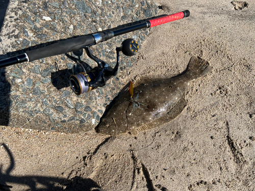 ヒラメの釣果