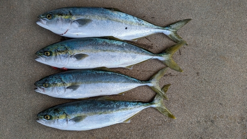 ハマチの釣果