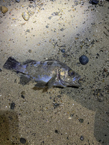 シロメバルの釣果