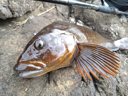 アイナメの釣果