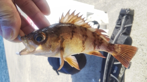 メバルの釣果