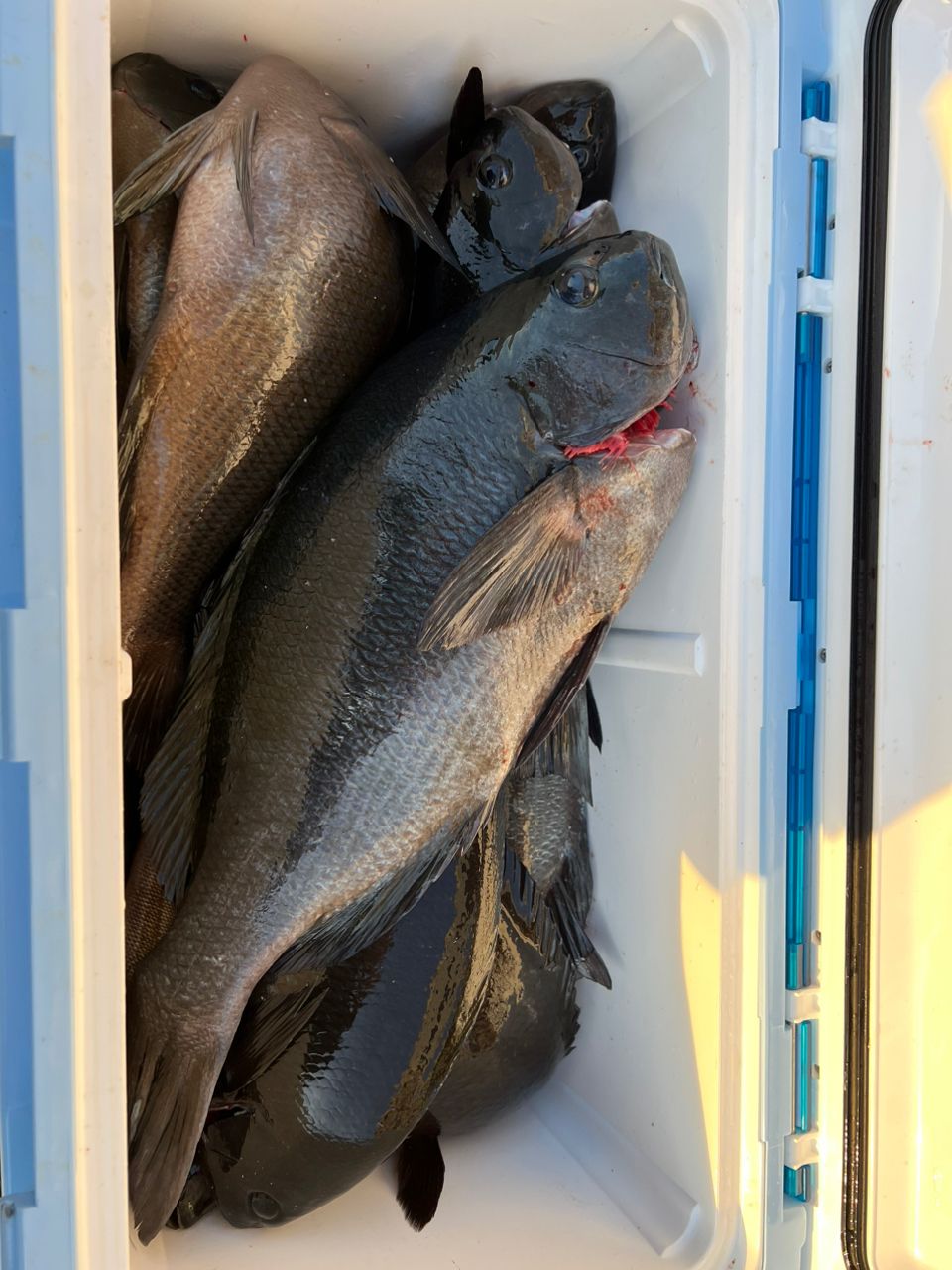 釣り吉将吉さんの釣果 3枚目の画像