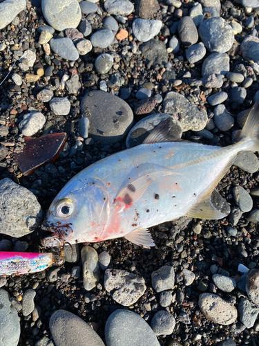 ショッコの釣果