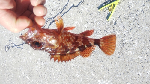 カサゴの釣果